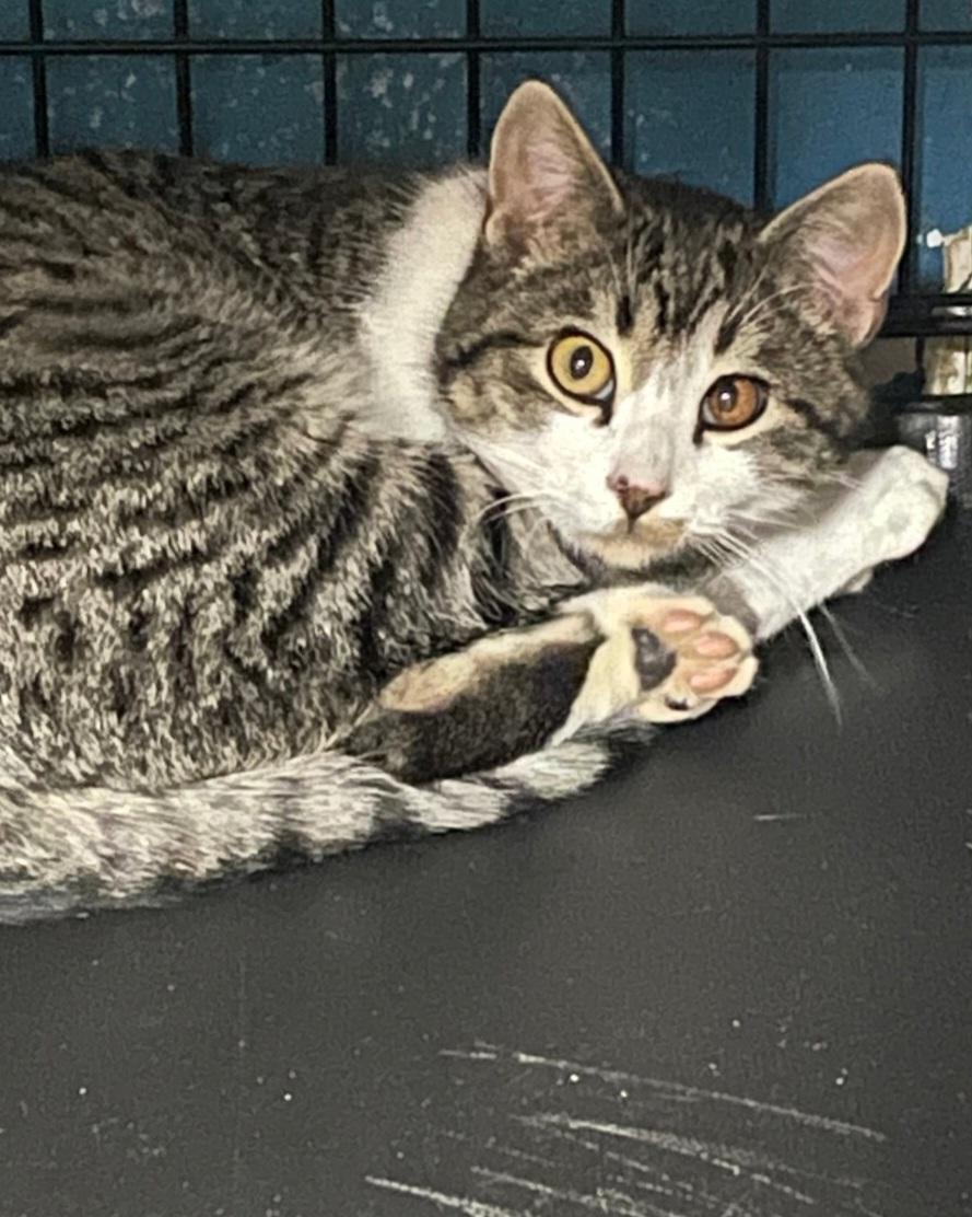 Rudolph, ADOPTABLE, Adult Male Tabby.