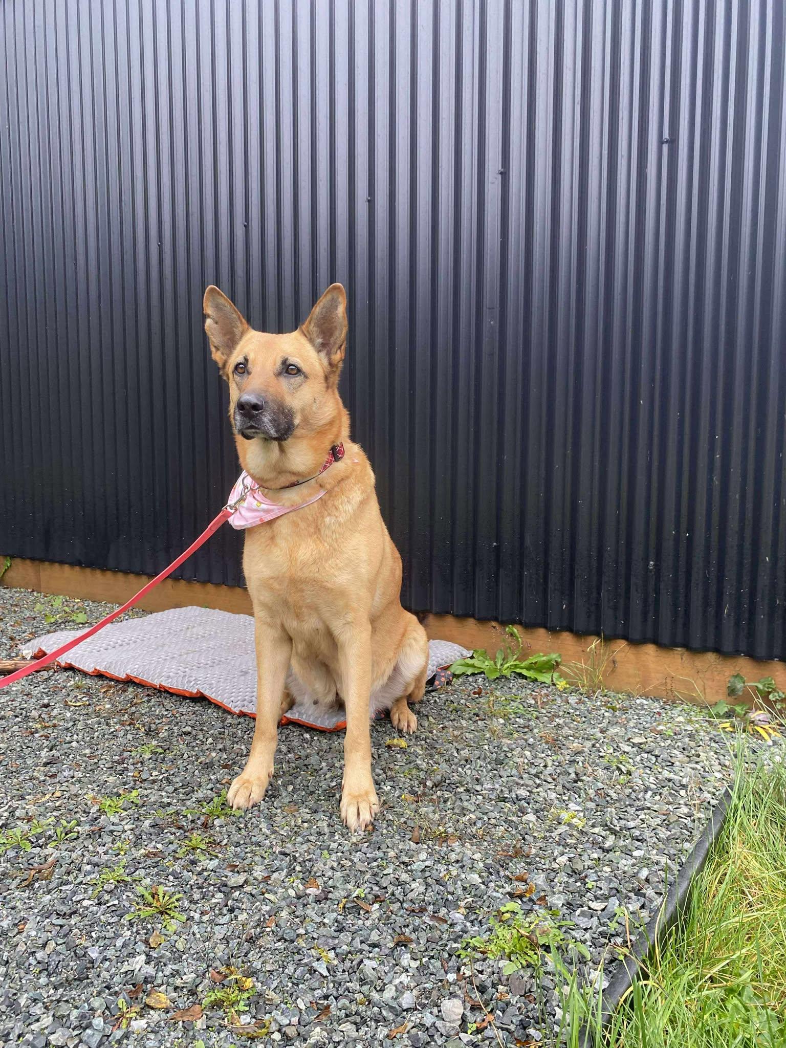 Enlarge Hazel, a ADOPTABLE mixed breed in Lake Cowichan, BC image 3/4