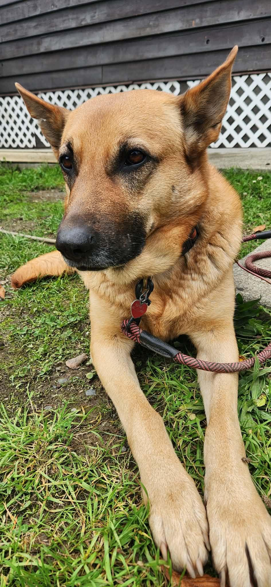 Enlarge Hazel, a ADOPTABLE mixed breed in Lake Cowichan, BC image 2/4