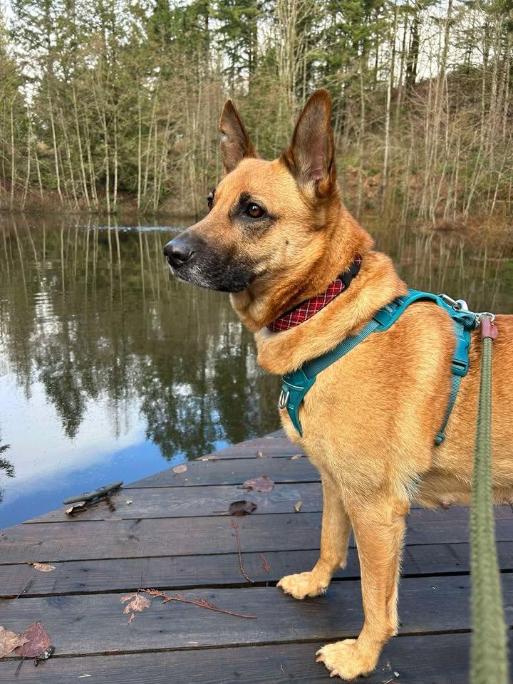 Enlarge Hazel, a ADOPTABLE mixed breed in Lake Cowichan, BC image 1/6