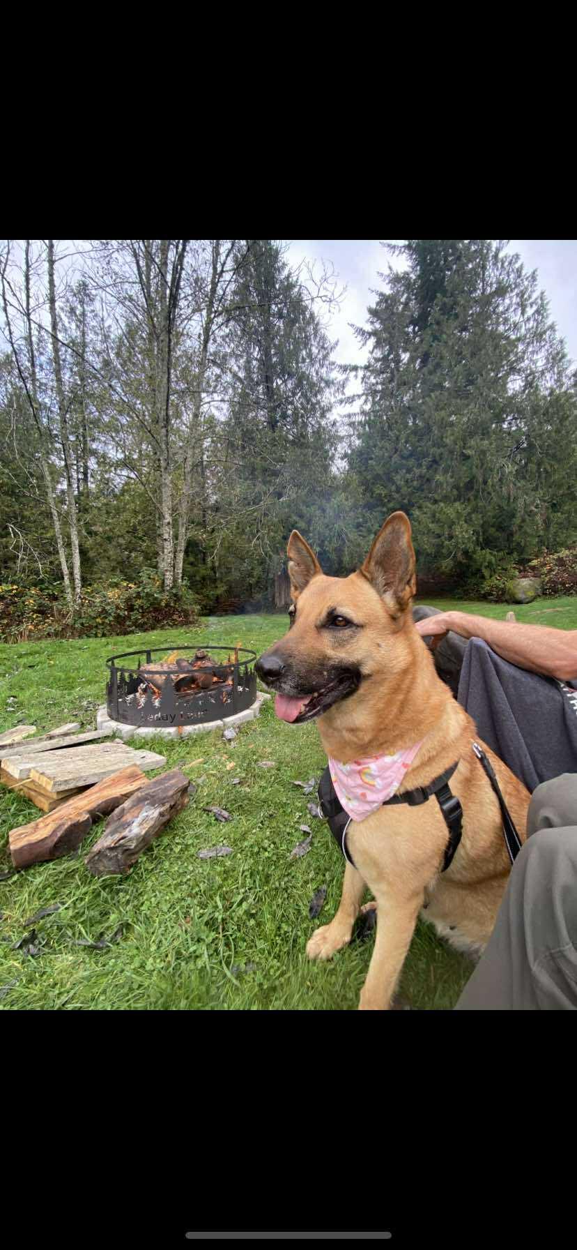 Enlarge Hazel, a ADOPTABLE mixed breed in Lake Cowichan, BC image 1/4