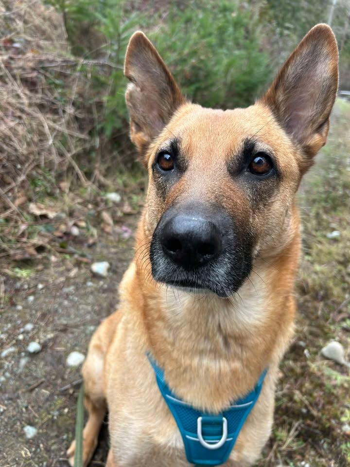 Enlarge Hazel, a ADOPTABLE mixed breed in Lake Cowichan, BC image 3/6