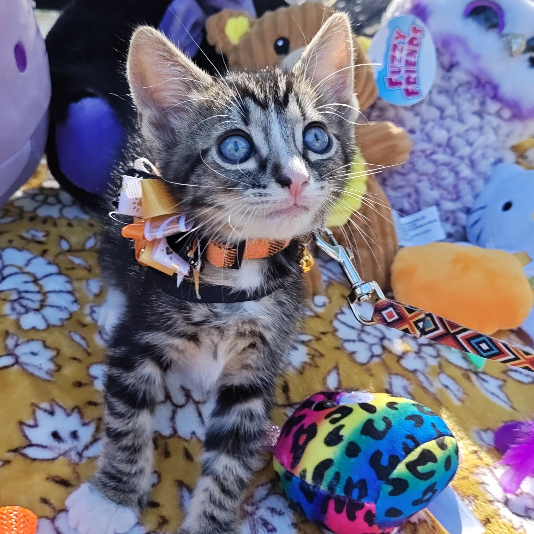 Silver Tabby's Sterling Spectre - "Tabs", Adoptable, Kitten Male Domestic Short Hair.