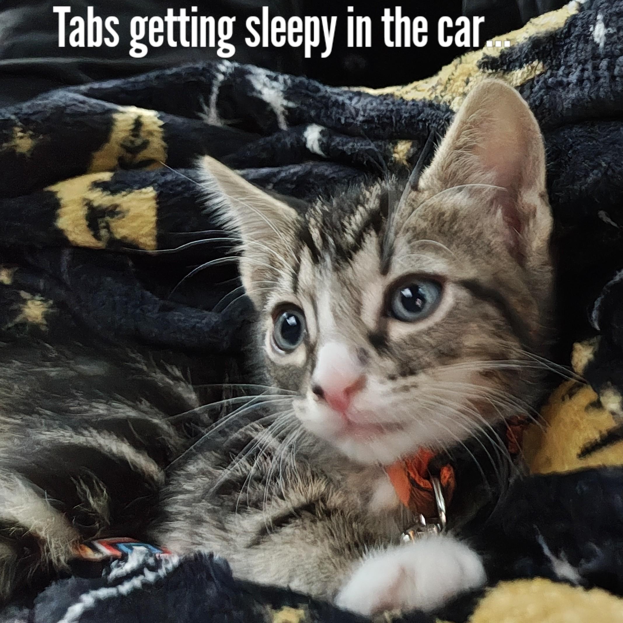 Enlarge Silver Tabby's Sterling Spectre - "Tabs", a Adoptable Domestic Short Hair in Mt Pleasant, SC image 5/6