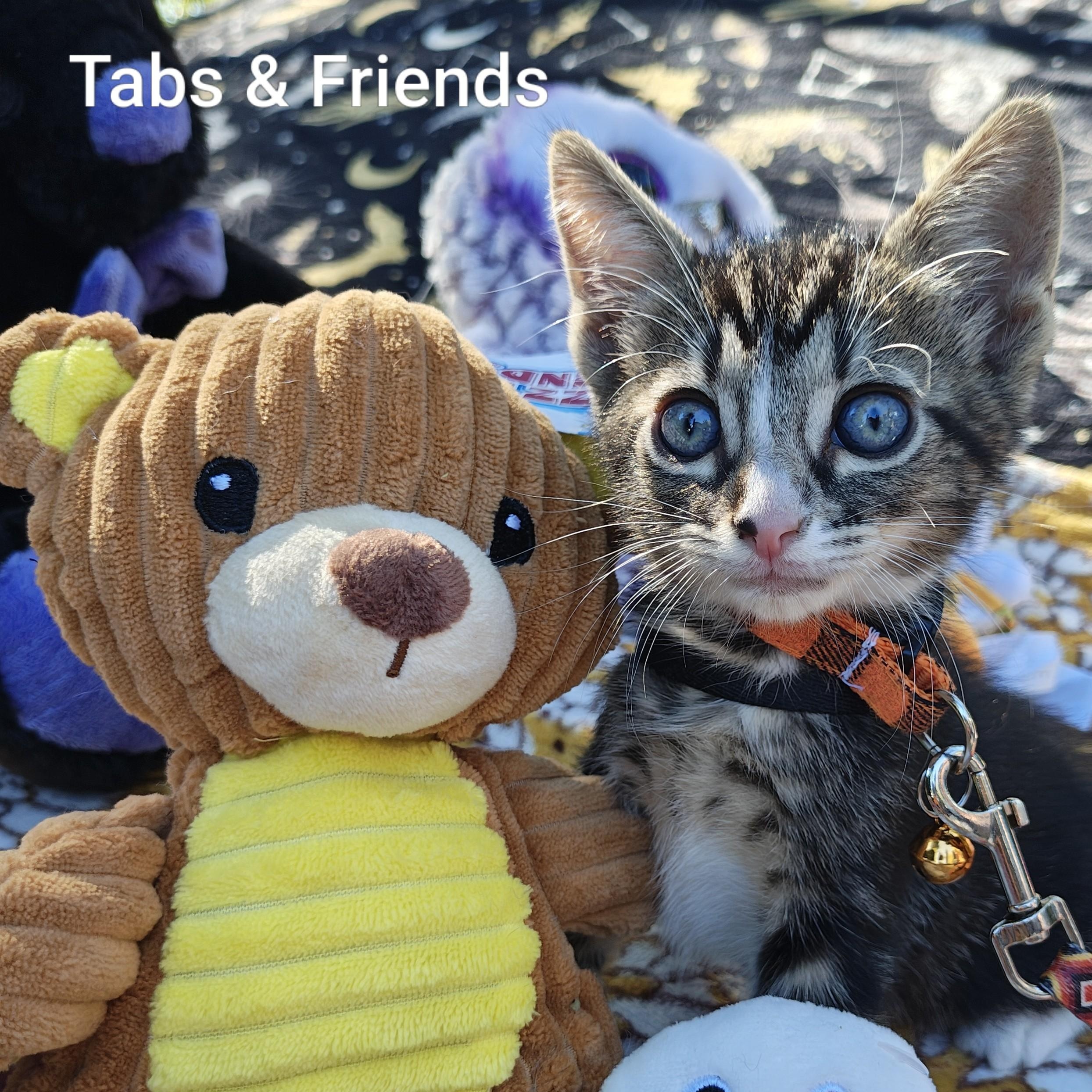 Enlarge Silver Tabby's Sterling Spectre - "Tabs", a Adoptable Domestic Short Hair in Mt Pleasant, SC image 3/6