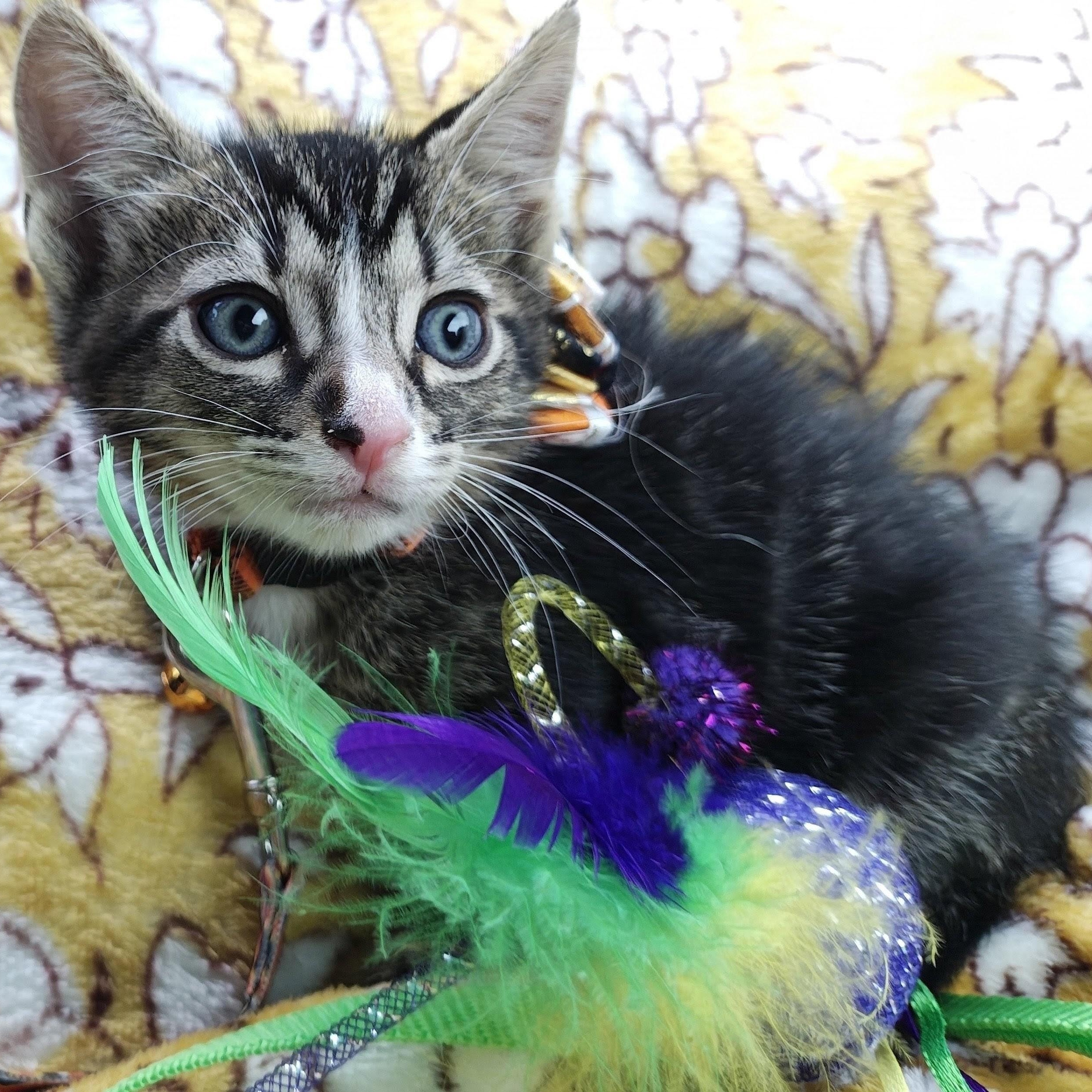 Enlarge Silver Tabby's Sterling Spectre - "Tabs", a Adoptable Domestic Short Hair in Mt Pleasant, SC image 2/6