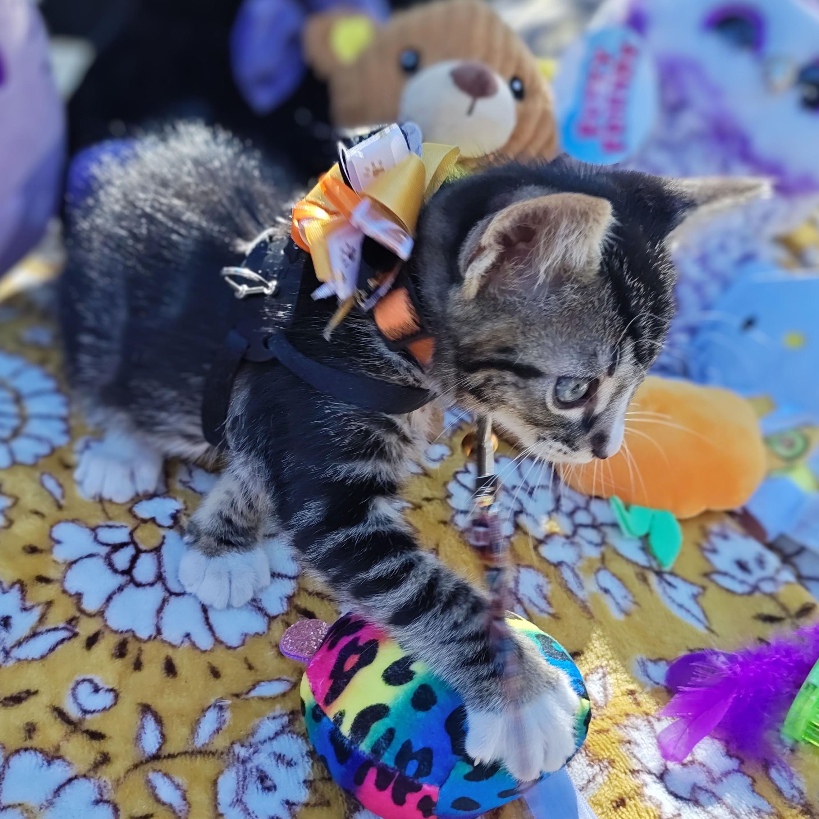 Enlarge Silver Tabby's Sterling Spectre - "Tabs", a Adoptable Domestic Short Hair in Mt Pleasant, SC image 4/6
