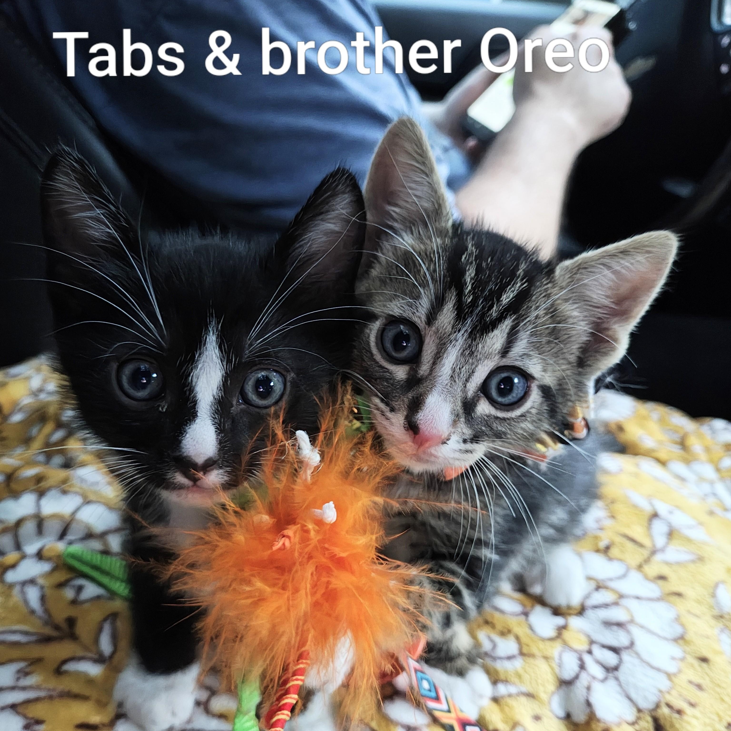 Enlarge Silver Tabby's Sterling Spectre - "Tabs", a Adoptable Domestic Short Hair in Mt Pleasant, SC image 6/6