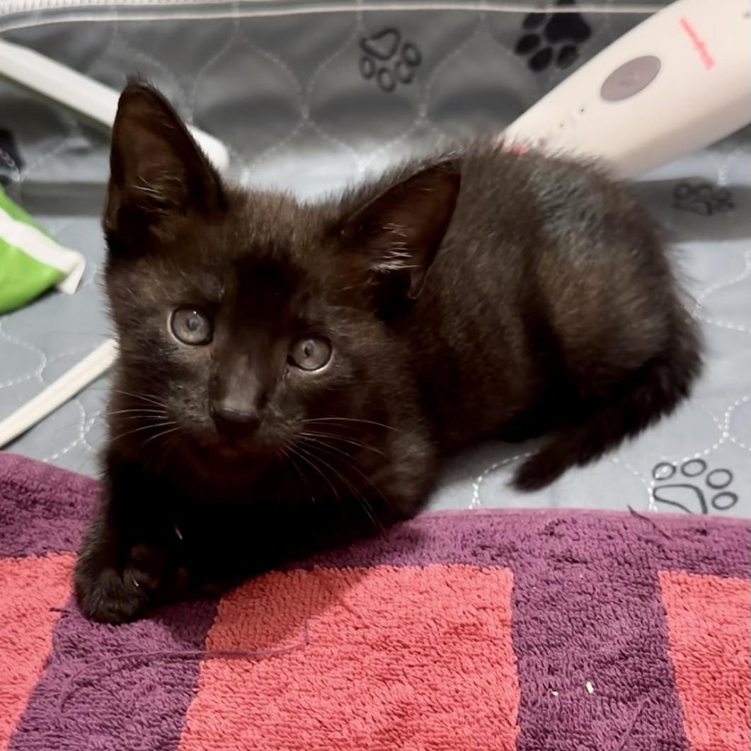 Wobbles, Adopted, Kitten Male American Shorthair.