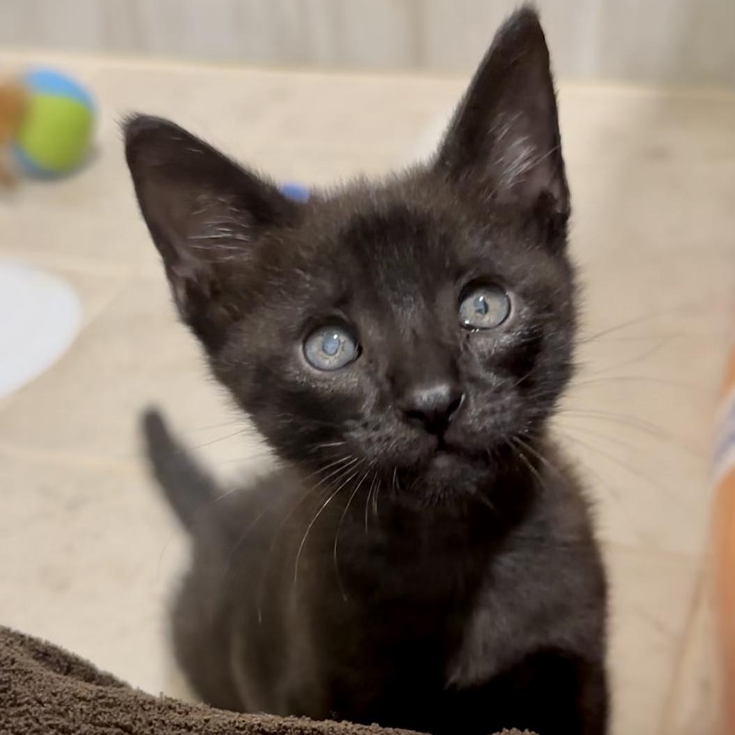Enlarge Wobbles, a Adopted American Shorthair in Coconut Creek, FL image 2/3