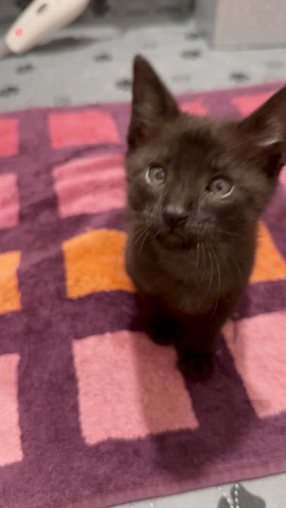 Enlarge Wobbles, a Adopted American Shorthair in Coconut Creek, FL video 3/3