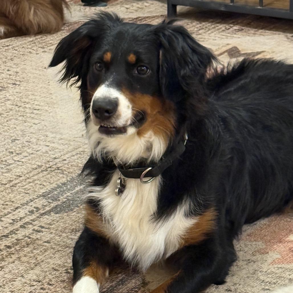 Enlarge Mixy, a Adoptable Australian Shepherd in Alexandria, VA image 1/1