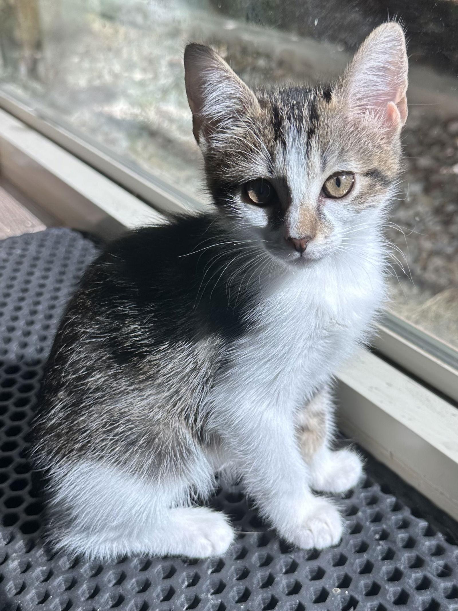 Candy Corn, a Adopted mixed breed in Plano, TX image 1/2