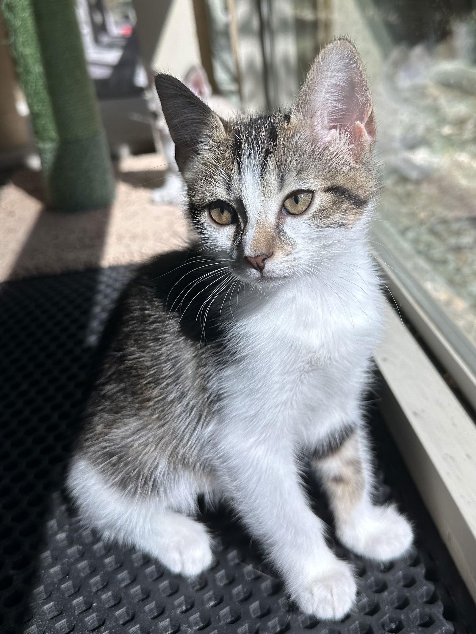 Candy Corn, a Adopted mixed breed in Plano, TX image 2/2