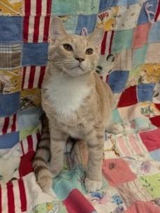 Enlarge Miss Frizzle Ralphie, a Adoptable mixed breed in Crandon, WI image 2/2
