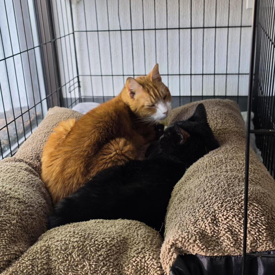 Enlarge Margot, a Adoptable Domestic Short Hair in Columbus, OH image 4/5