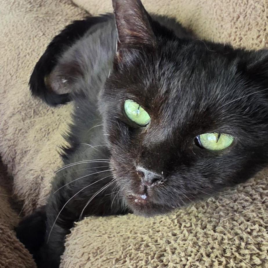 Enlarge Margot, a Adoptable Domestic Short Hair in Columbus, OH image 5/5