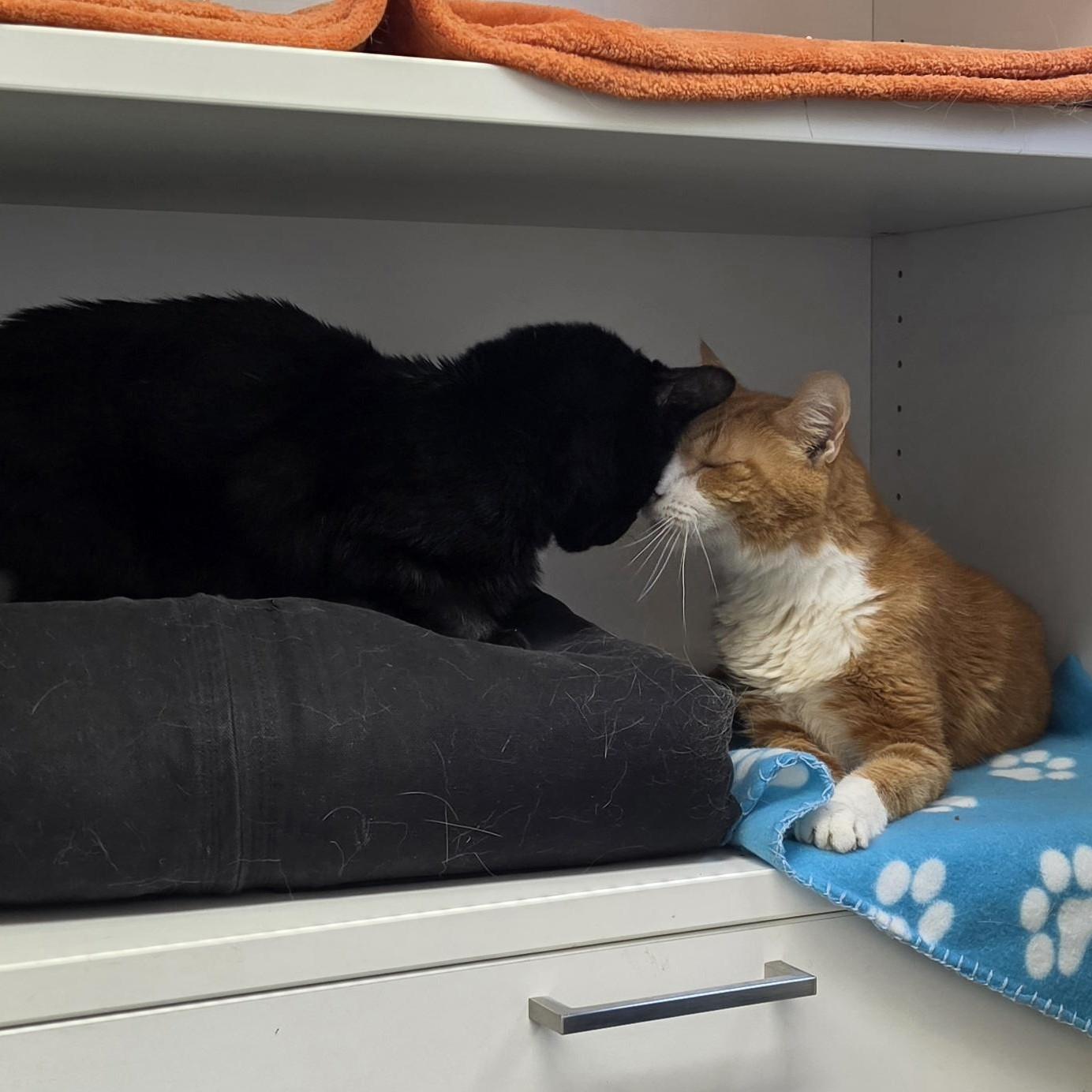 Enlarge Margot, a Adoptable Domestic Short Hair in Columbus, OH image 3/5