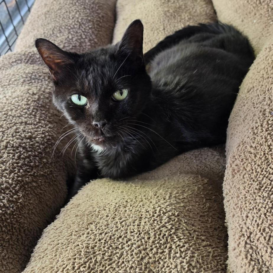 Enlarge Margot, a Adoptable Domestic Short Hair in Columbus, OH image 2/5