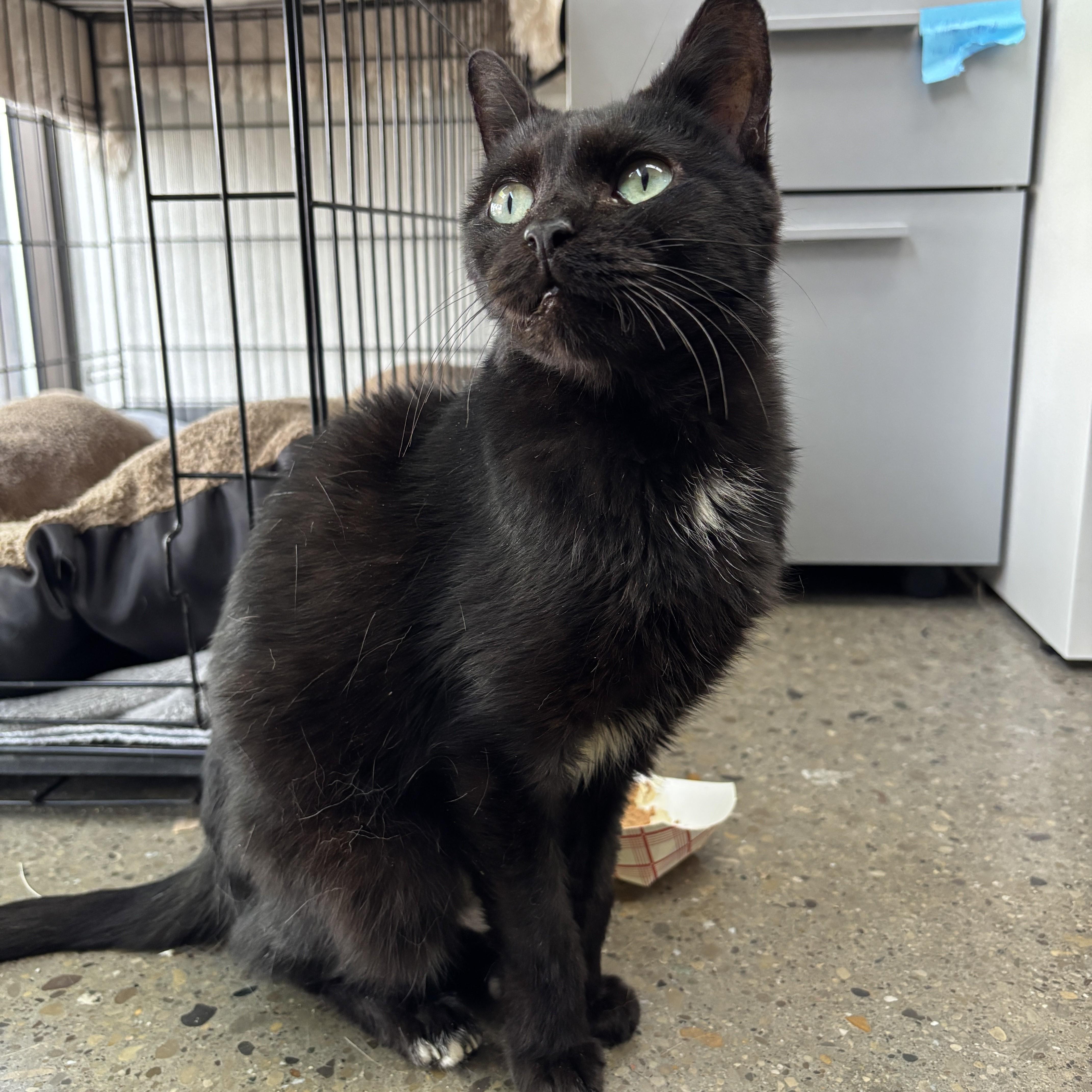 Margot, Adoptable, Senior Female Domestic Short Hair.