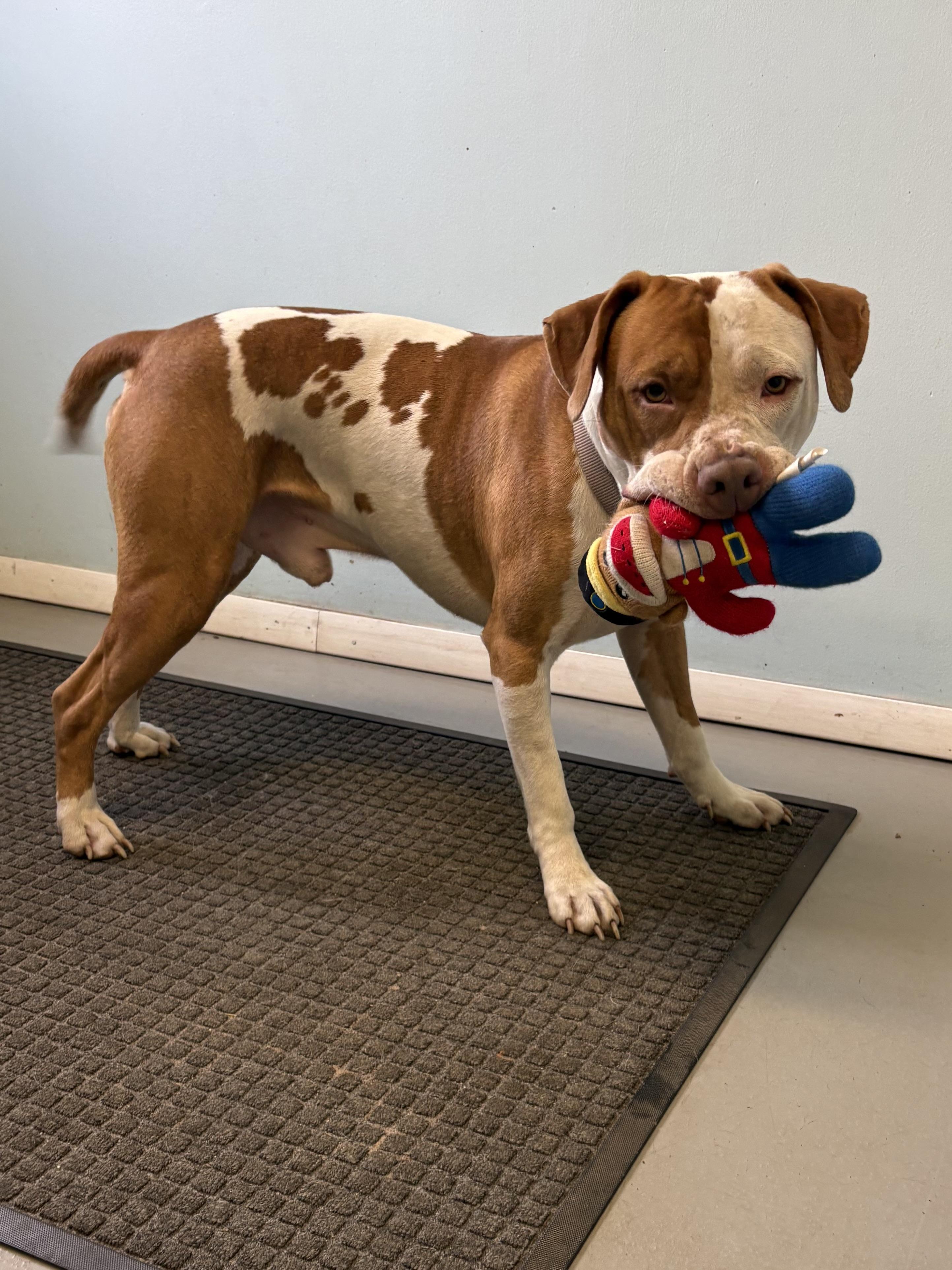 Scooby, Adoptable, Young Male Pit Bull Terrier.