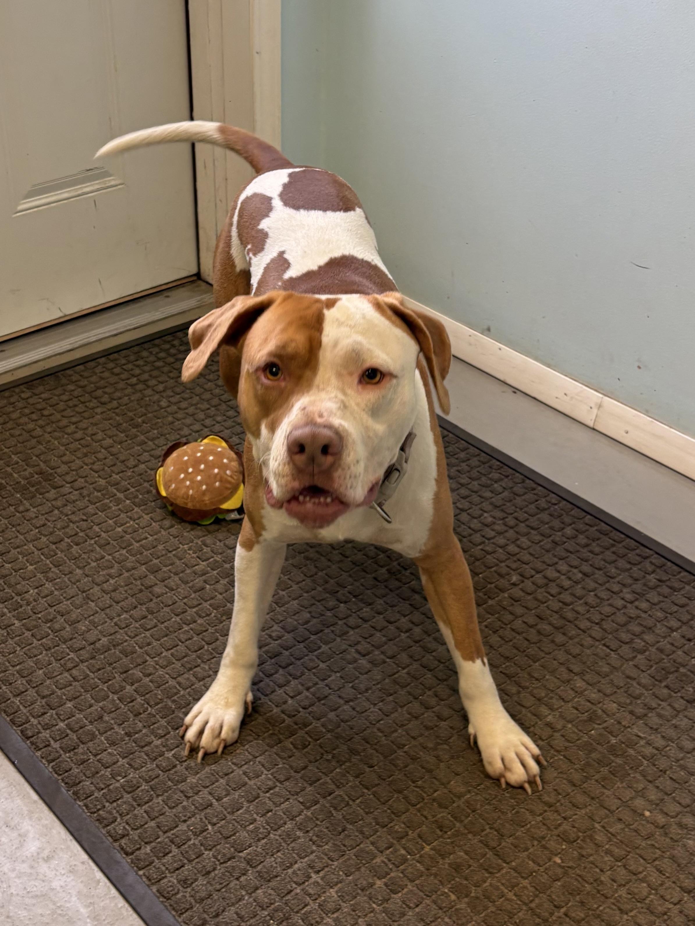 Enlarge Scooby, a Adoptable mixed breed in Big Rapids, MI image 4/4