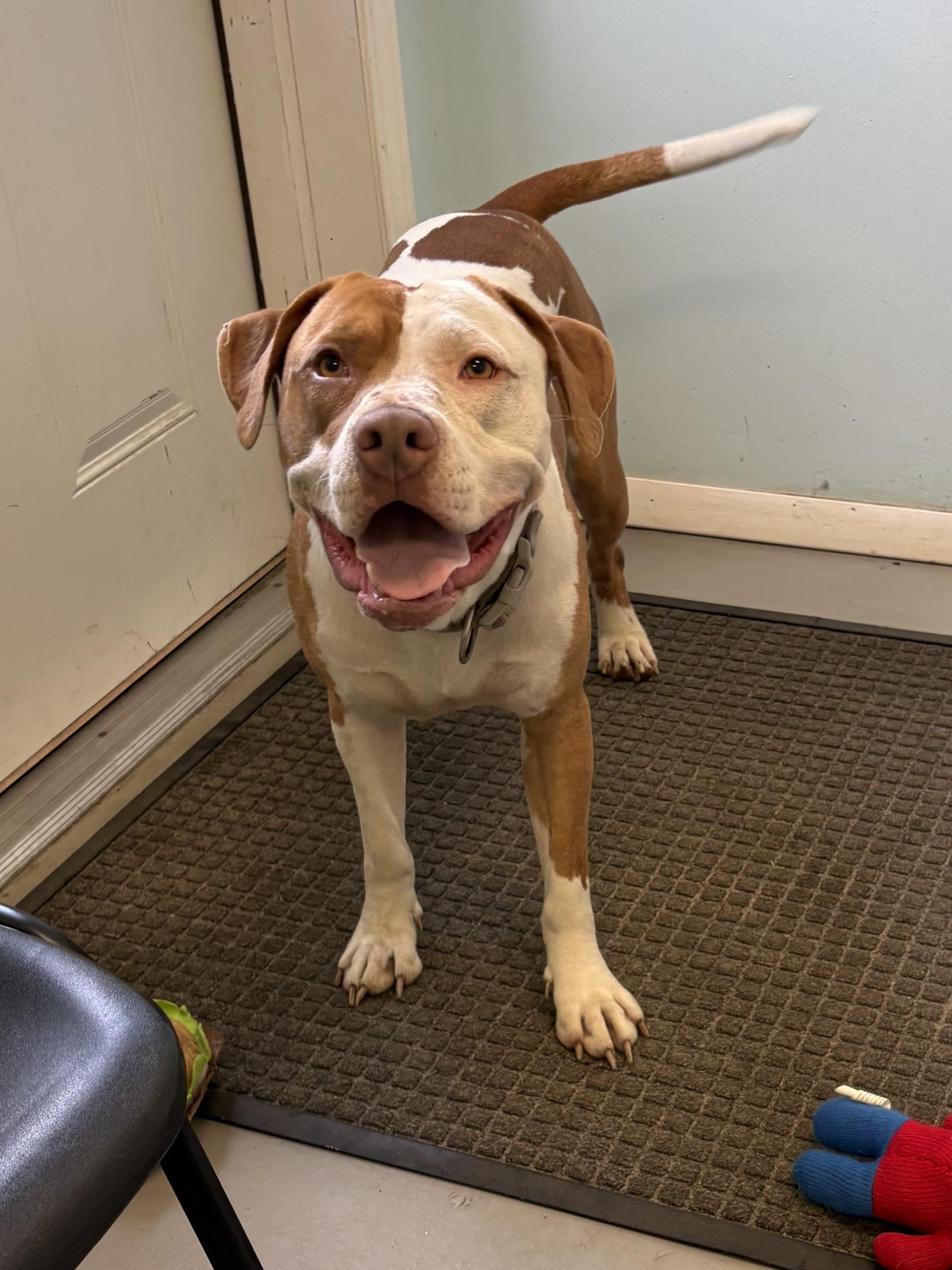 Enlarge Scooby, a Adoptable mixed breed in Big Rapids, MI image 2/4
