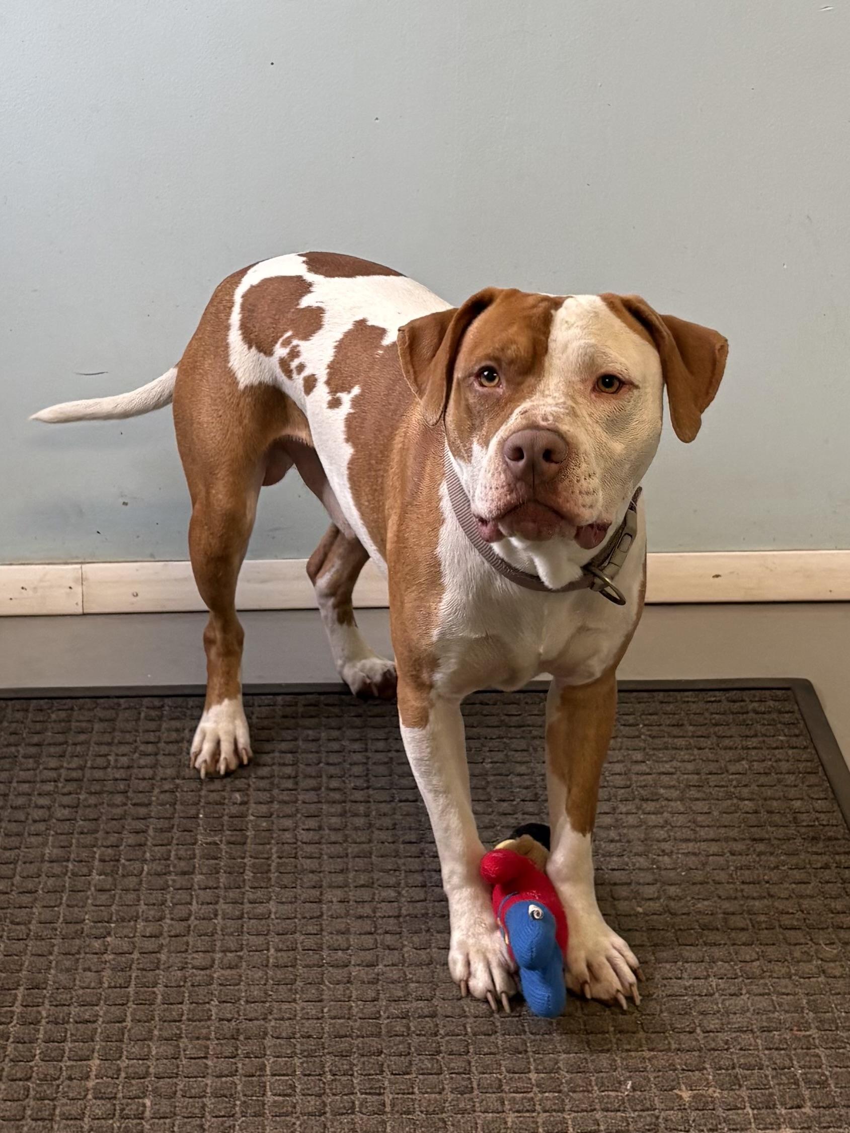 Enlarge Scooby, a Adoptable mixed breed in Big Rapids, MI image 3/4