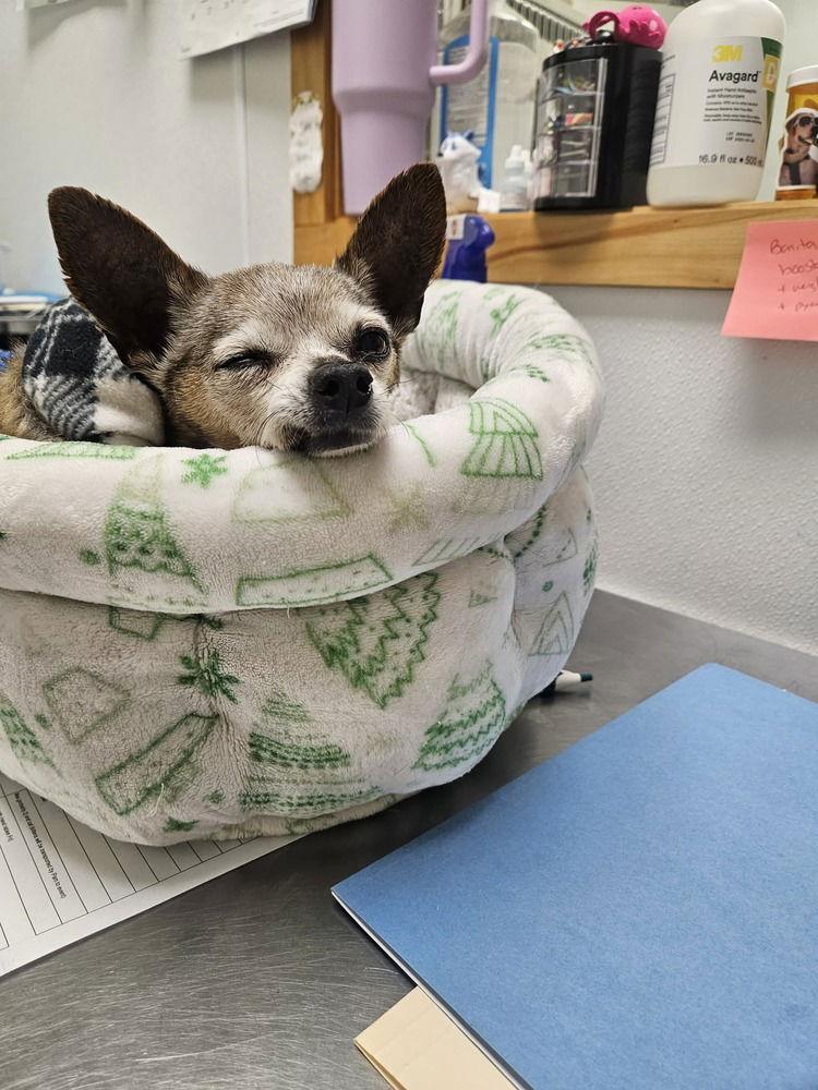 Taco, Adoptable, Senior Male Chihuahua.