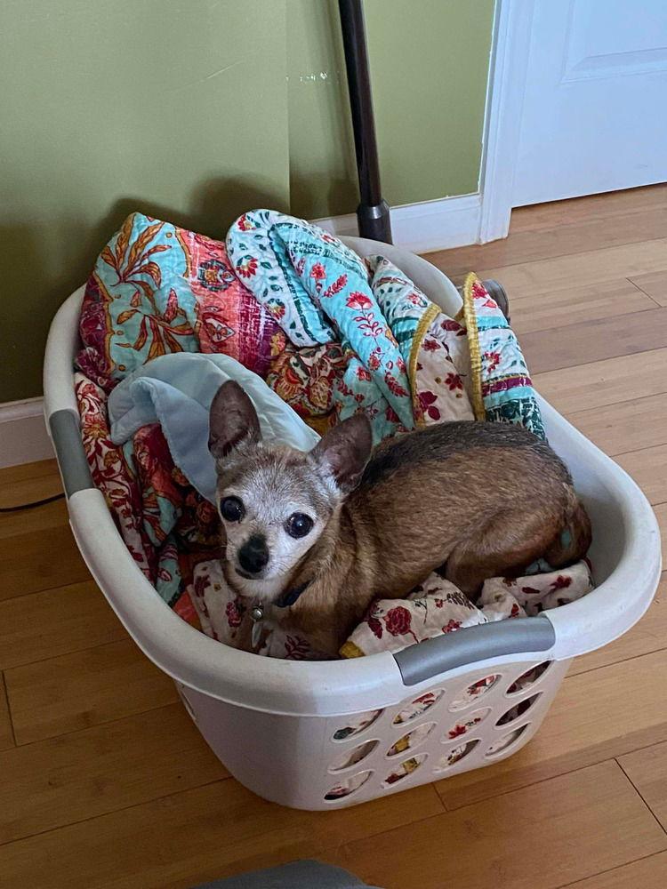 Enlarge Taco, a Adoptable Chihuahua in Candler, NC image 2/3