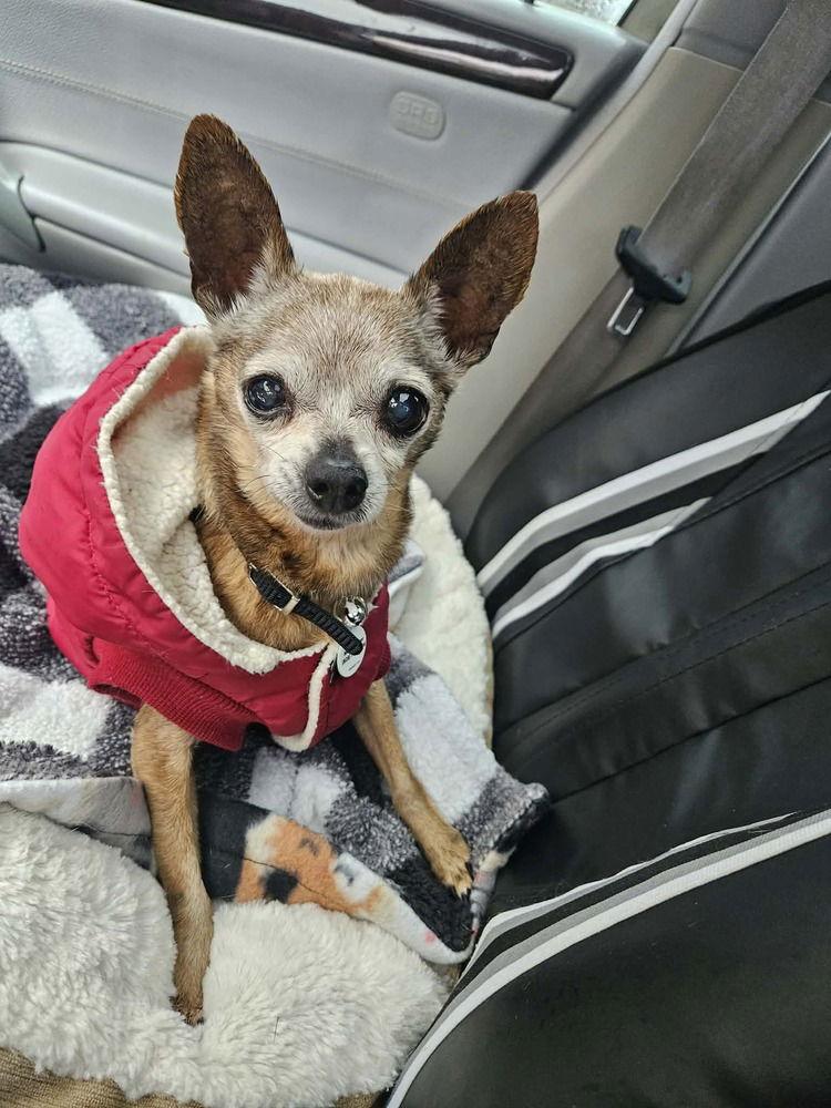 Enlarge Taco, a Adoptable Chihuahua in Candler, NC image 3/3