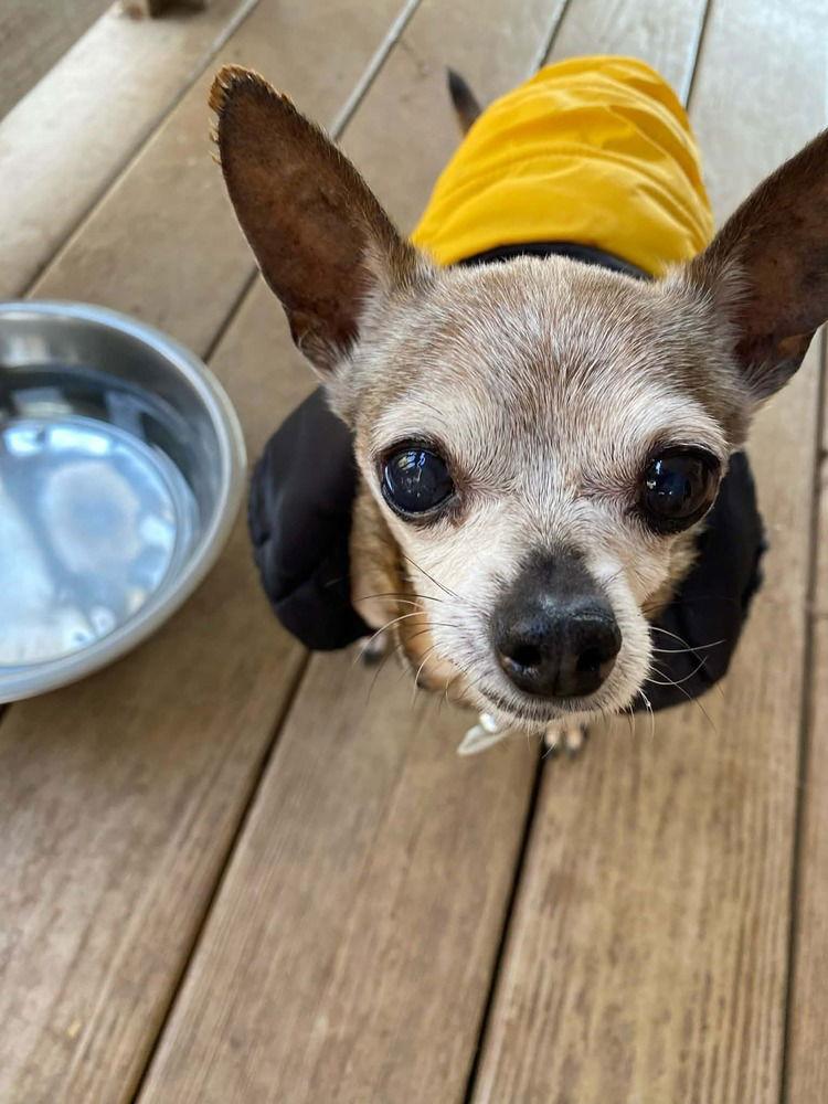 Enlarge Taco, a Adoptable Chihuahua in Candler, NC image 3/3
