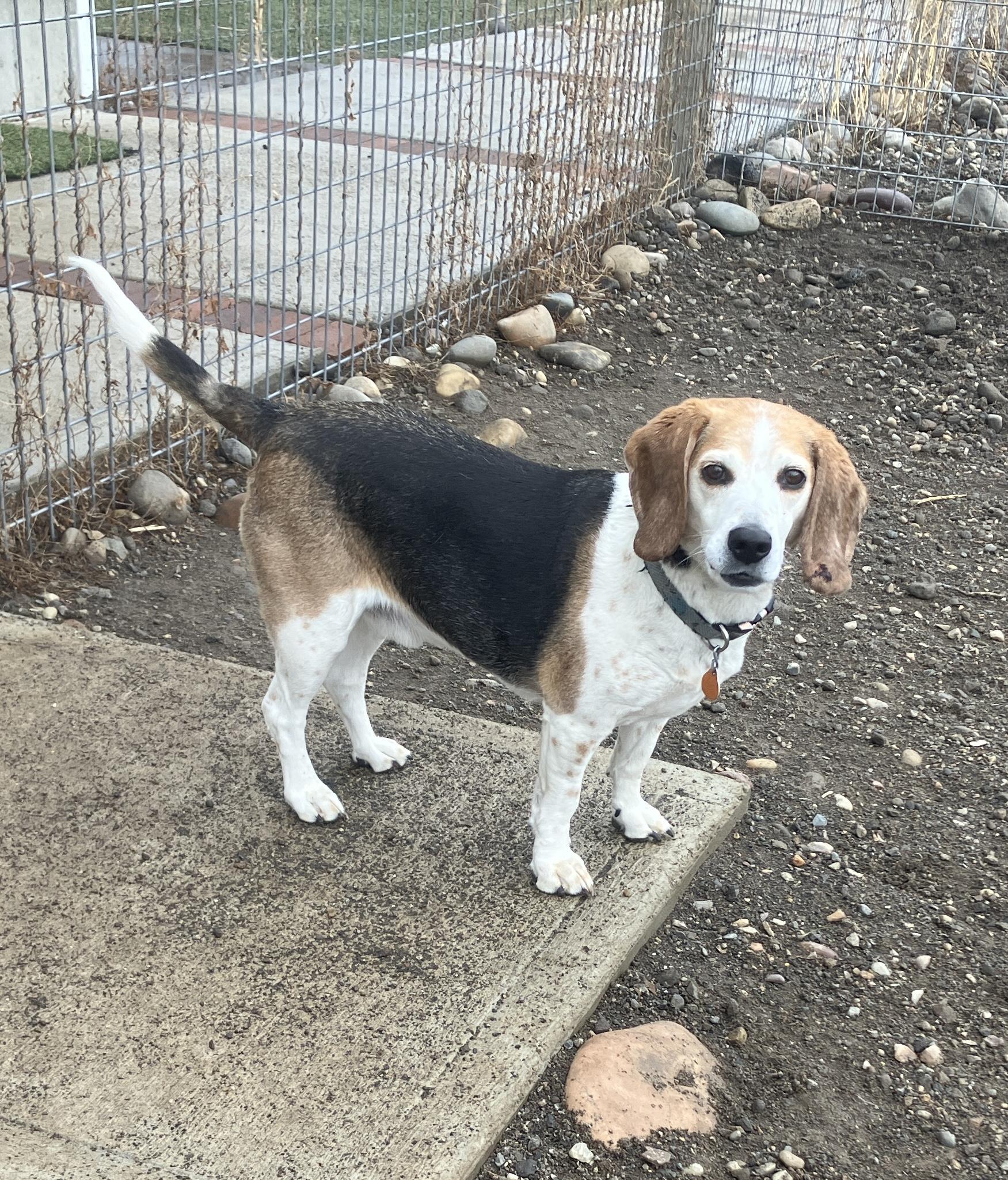 Enlarge Reeko, a ADOPTABLE Beagle in St. Anthony, ID image 1/2