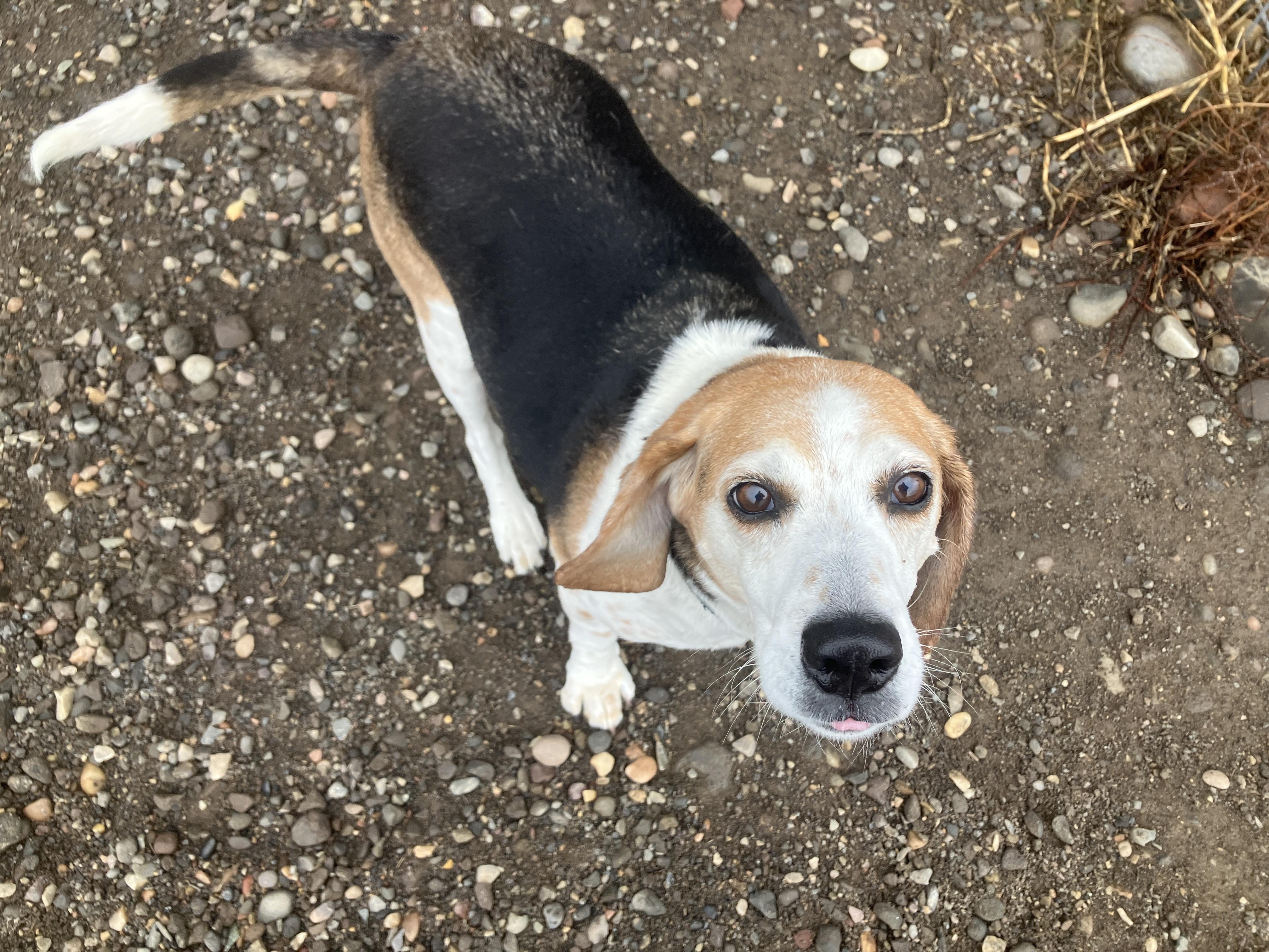 Enlarge Reeko, a ADOPTABLE Beagle in St. Anthony, ID image 2/2