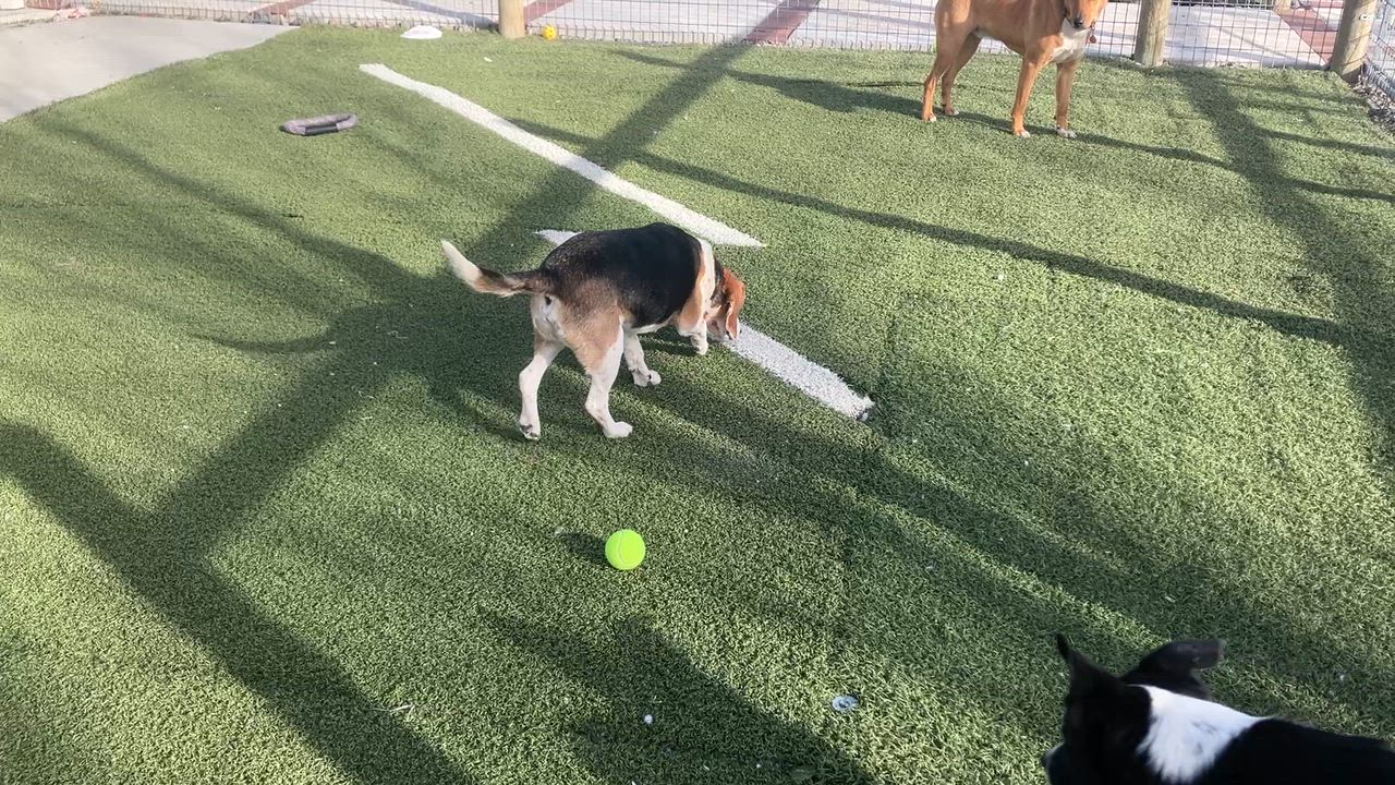 Enlarge Reeko, a ADOPTABLE Beagle in St. Anthony, ID video 3/3
