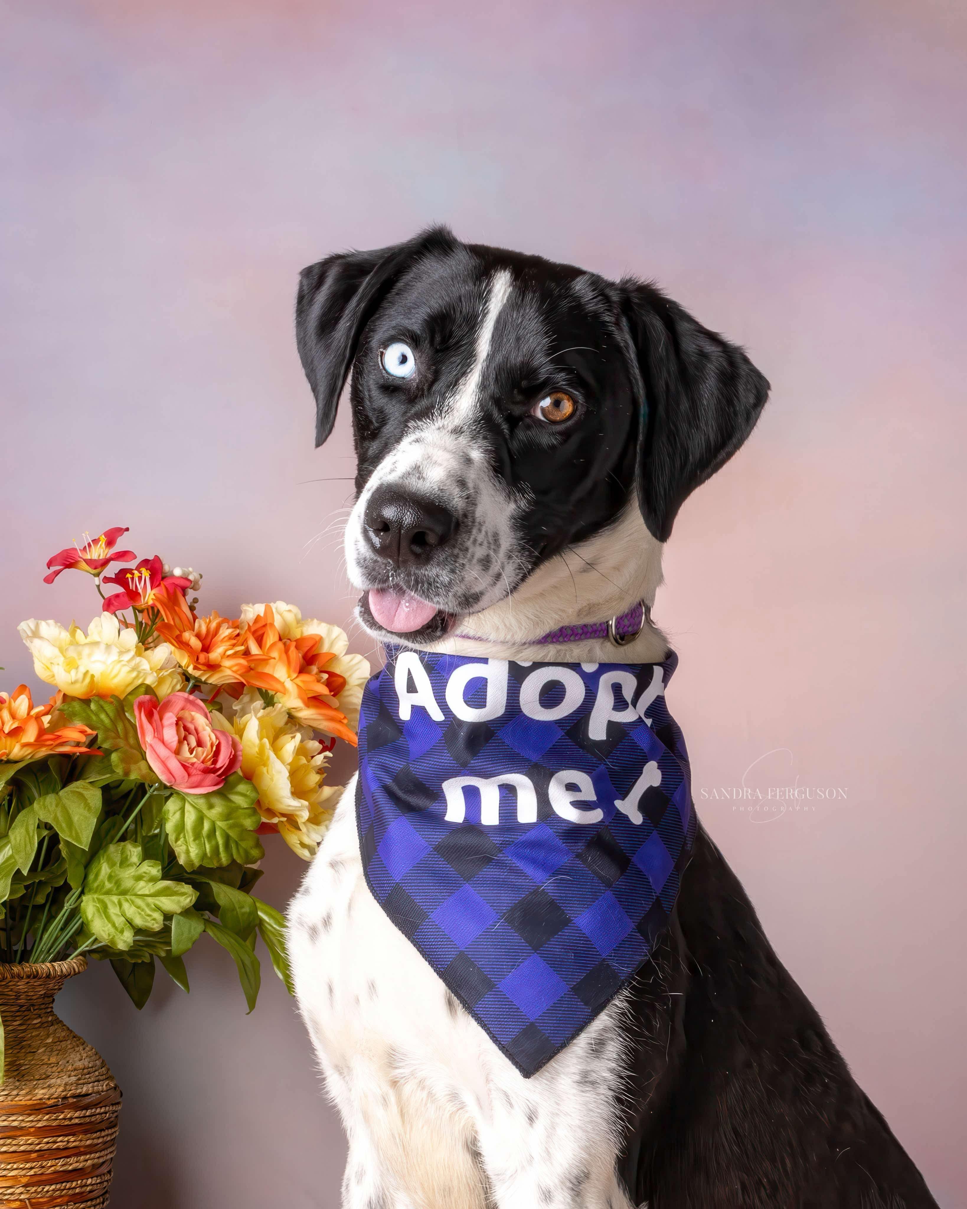 Bluey (Lauren-fostered in TN), Adult Female unknown