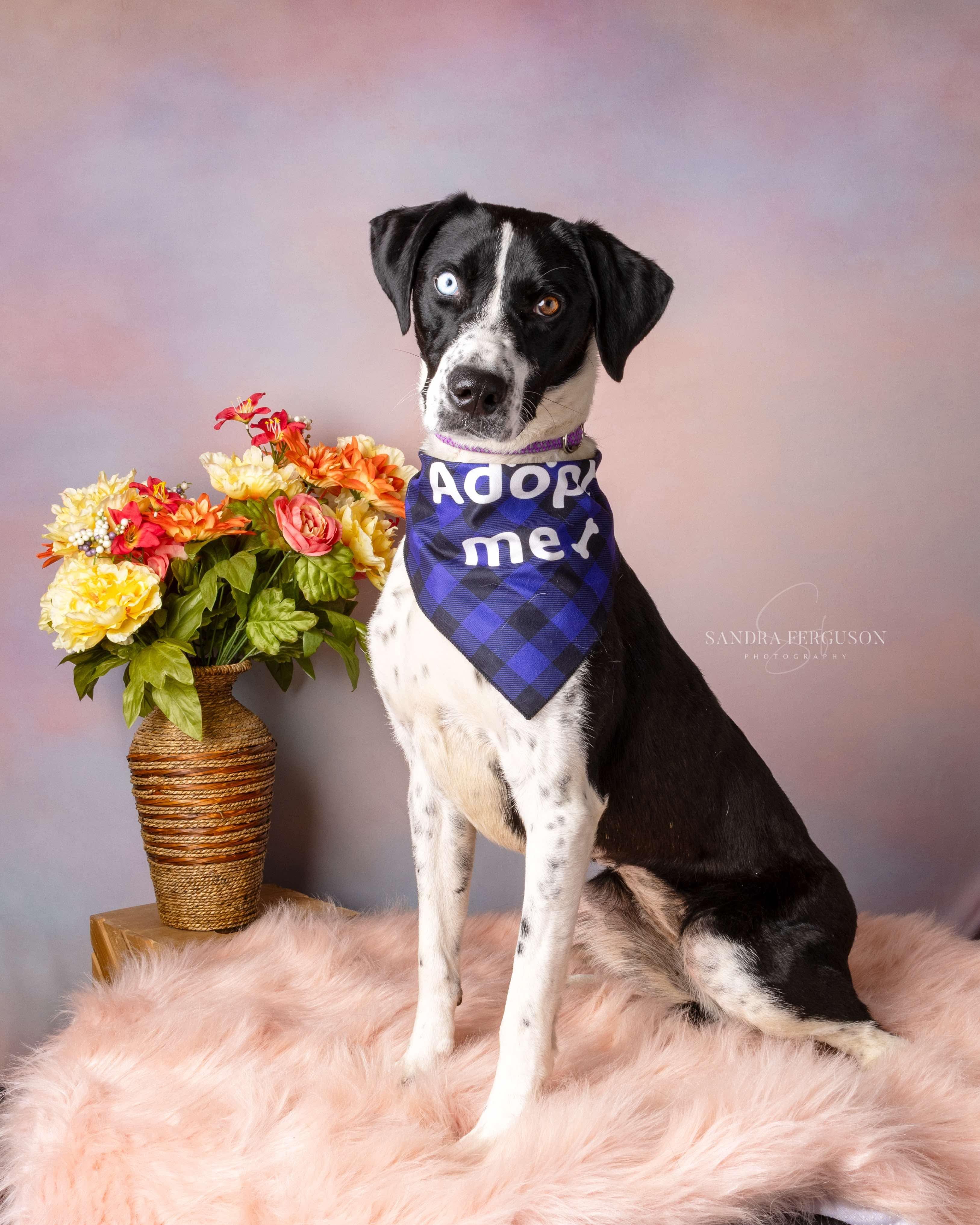 Bluey (Lauren-fostered in TN) photo 3