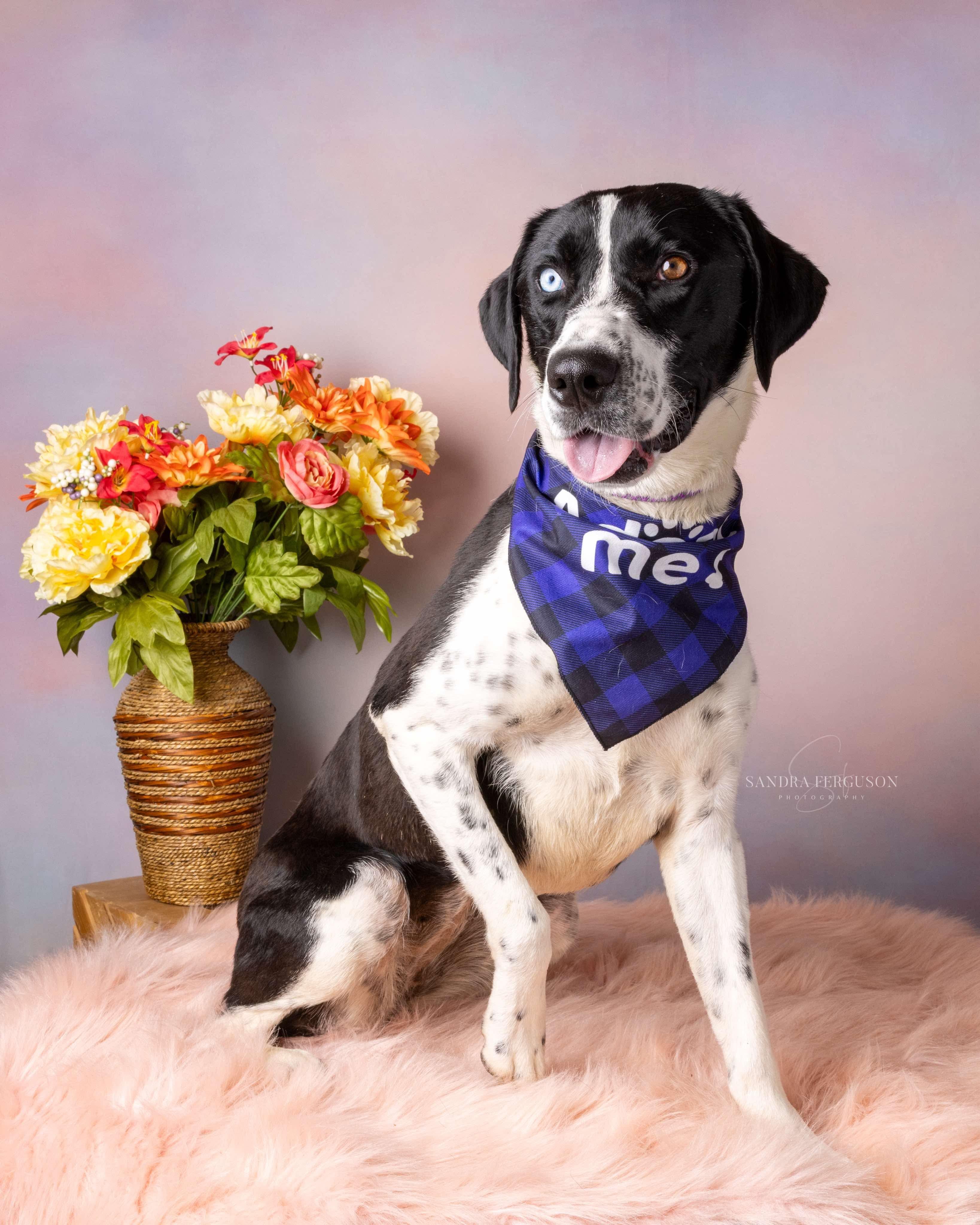 Bluey (Lauren-fostered in TN) photo 5