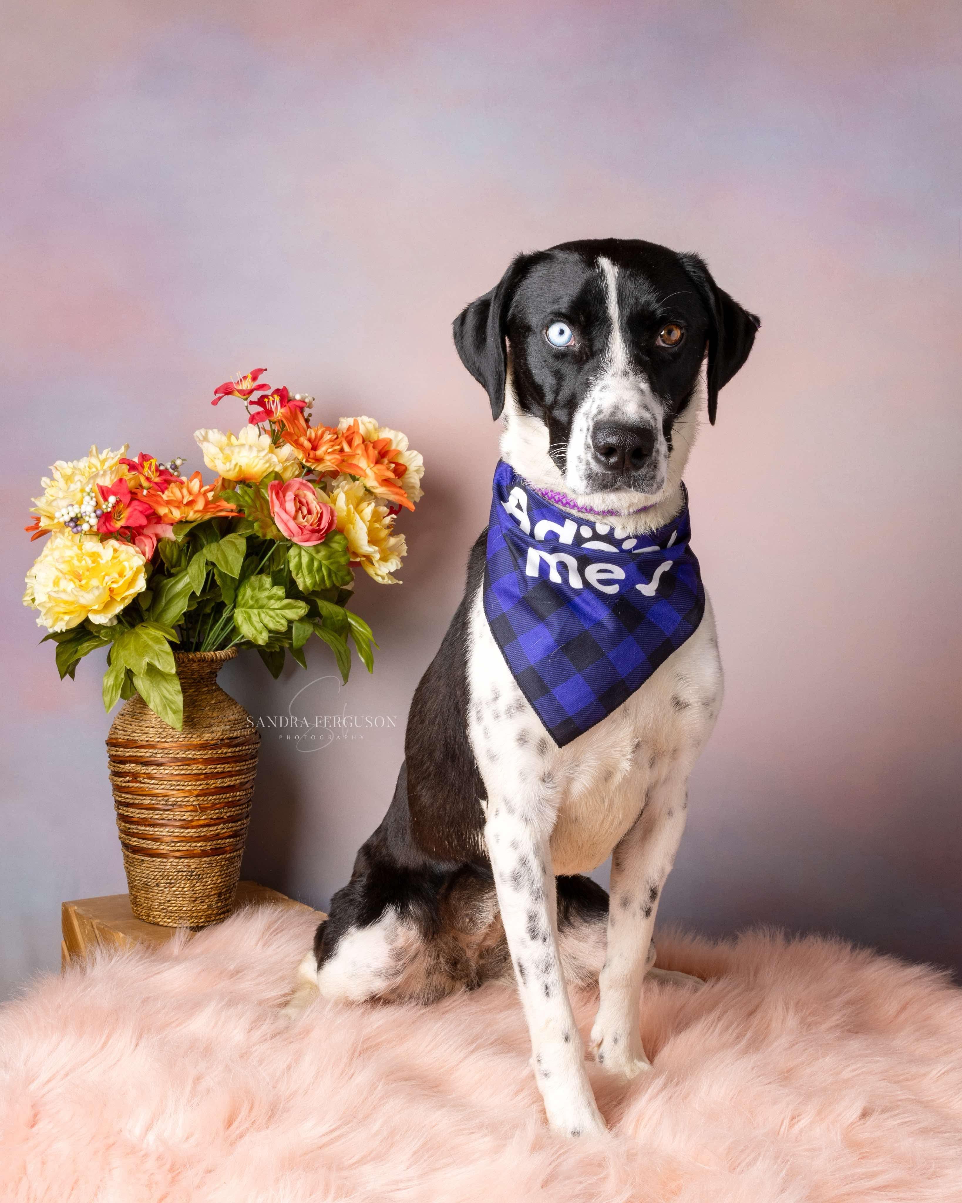 Bluey (Lauren-fostered in TN) photo 4