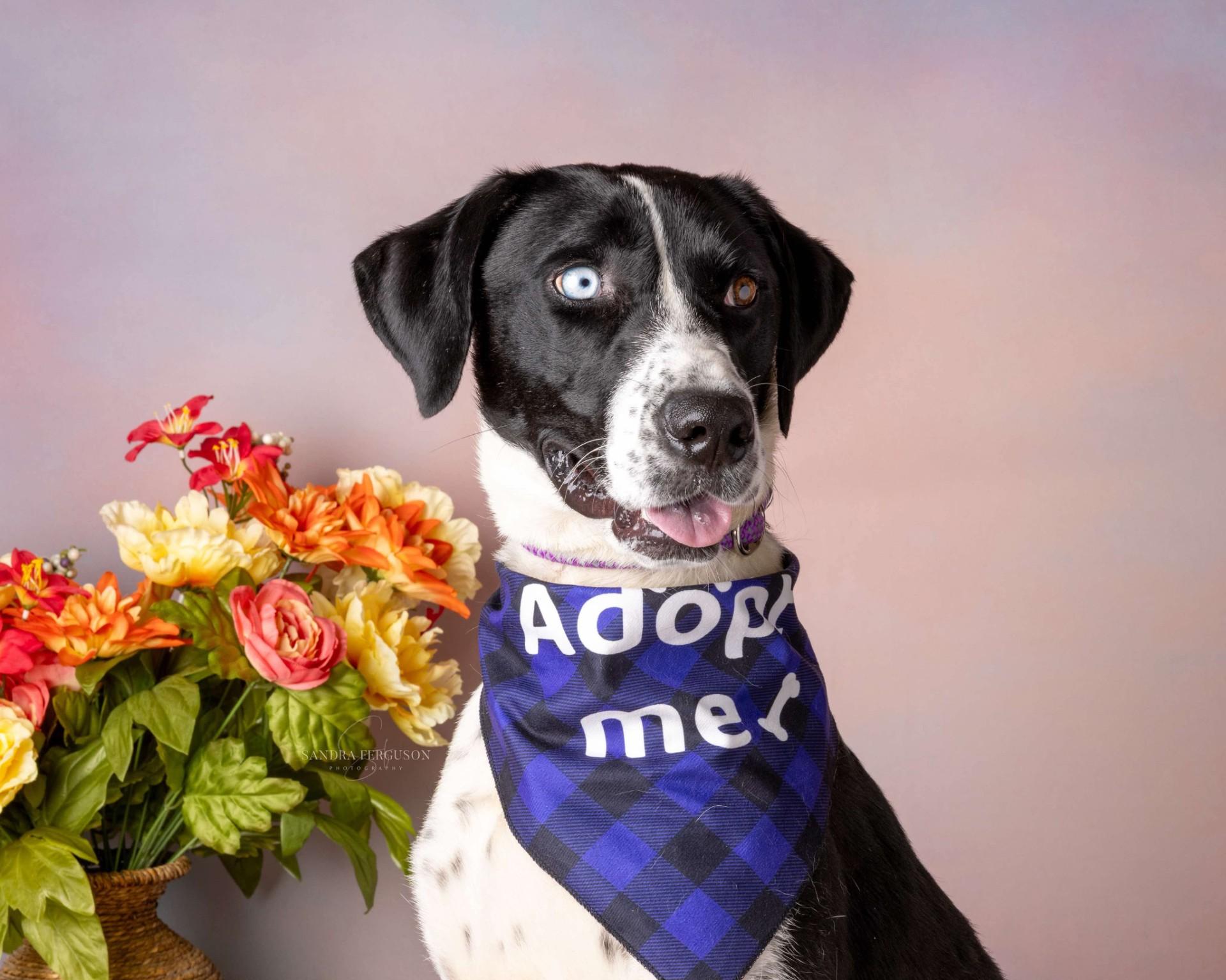 Bluey (Lauren-fostered in TN) photo 2