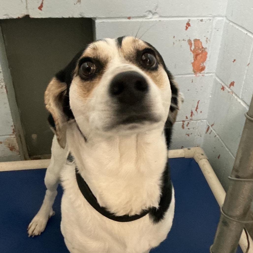 Bocephus (Bo), Adoptable, Adult Male Terrier & Mixed Breed.