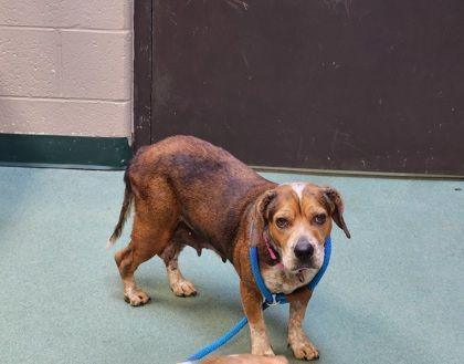 Enlarge Blue, a Adoptable mixed breed in Williamsport, PA image 1/2