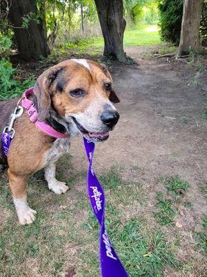 Enlarge Blue, a Adoptable mixed breed in Williamsport, PA image 2/2