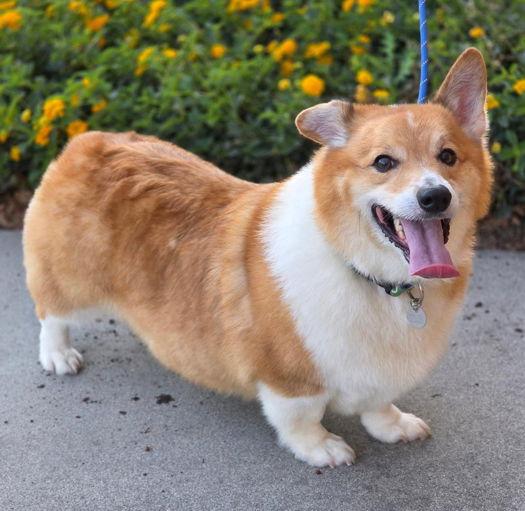 JoJo, Adoptable, Adult Male Corgi.