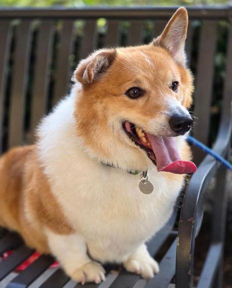 Enlarge JoJo, a Adoptable Corgi in Anaheim Hills, CA image 2/3