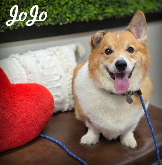 Enlarge JoJo, a Adoptable Corgi in Anaheim Hills, CA image 3/3
