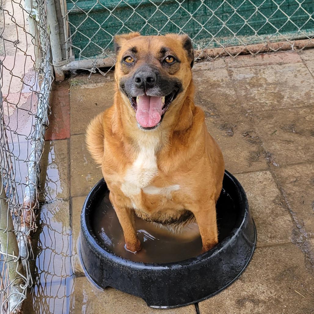 Brownie, Adoptable, Adult Female Mixed Breed.