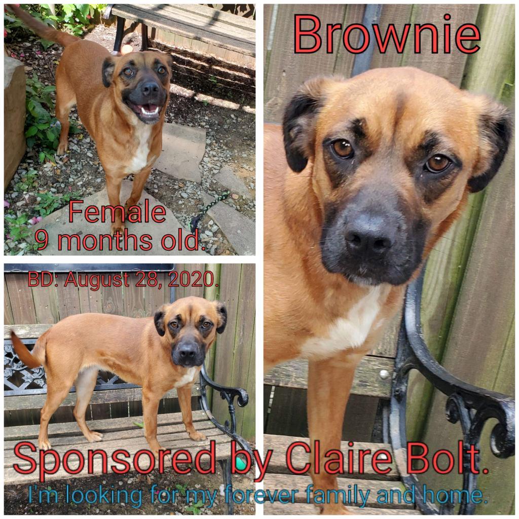 Brownie, a Adoptable Mixed Breed image 2/2