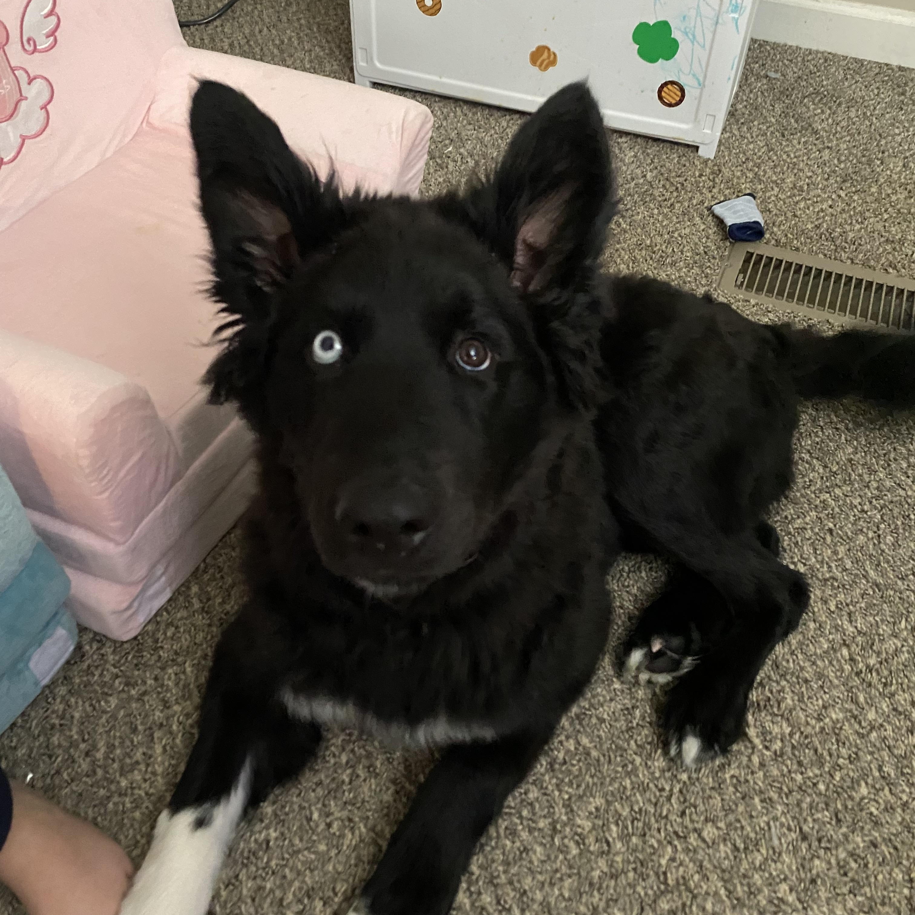 Captain, adopted, Young Male Husky & Australian Shepherd.