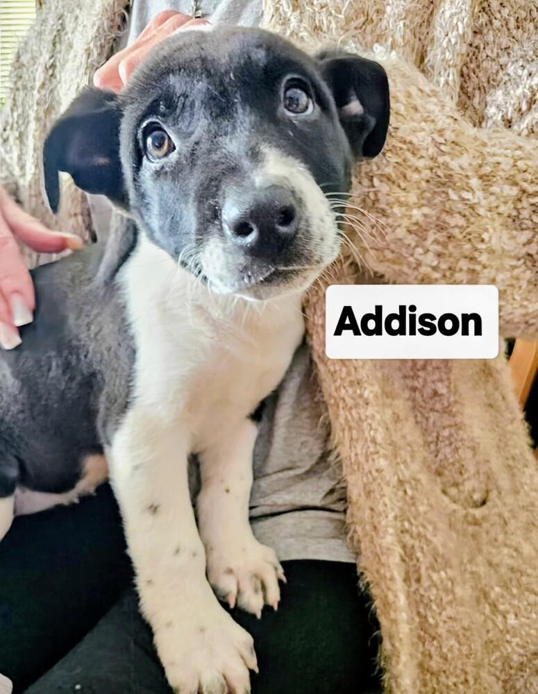 Addison, Adoptable, Puppy Female Shepherd & Mixed Breed.